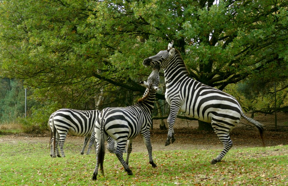 vechtende zebra s