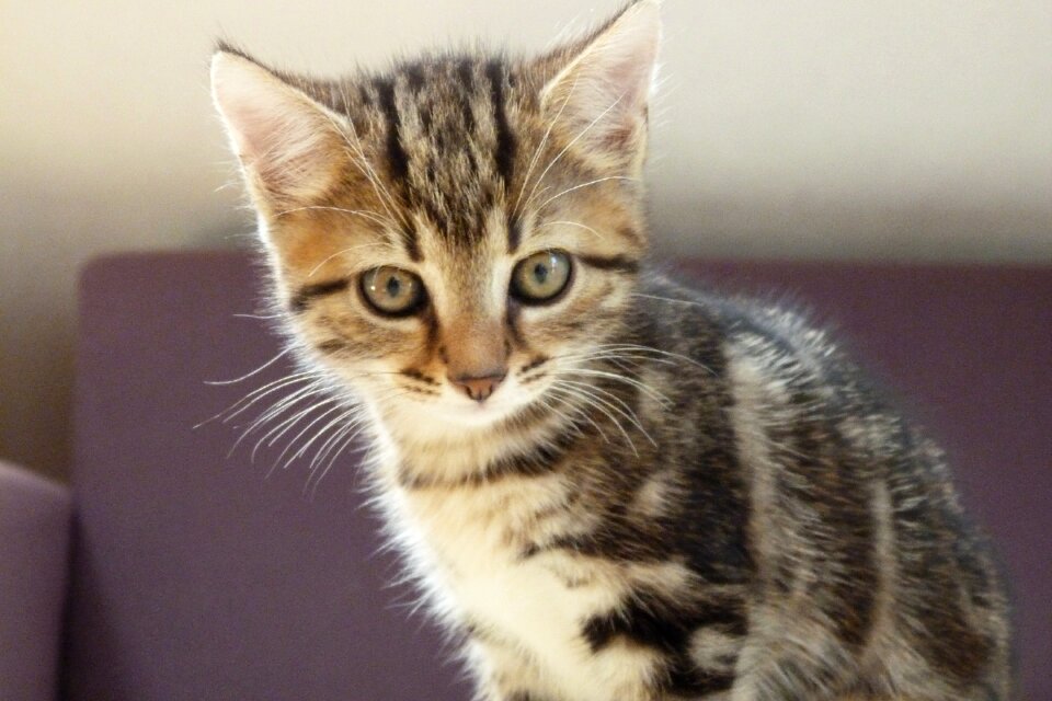 Pet sweet cat's eyes
