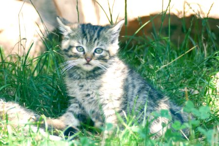Jonge Wildkatze Hellental