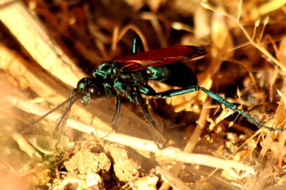 Avispa arañera