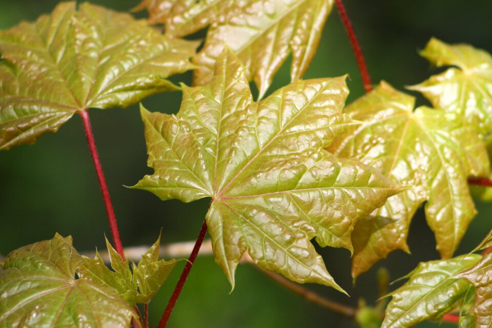 Foliage branch nature