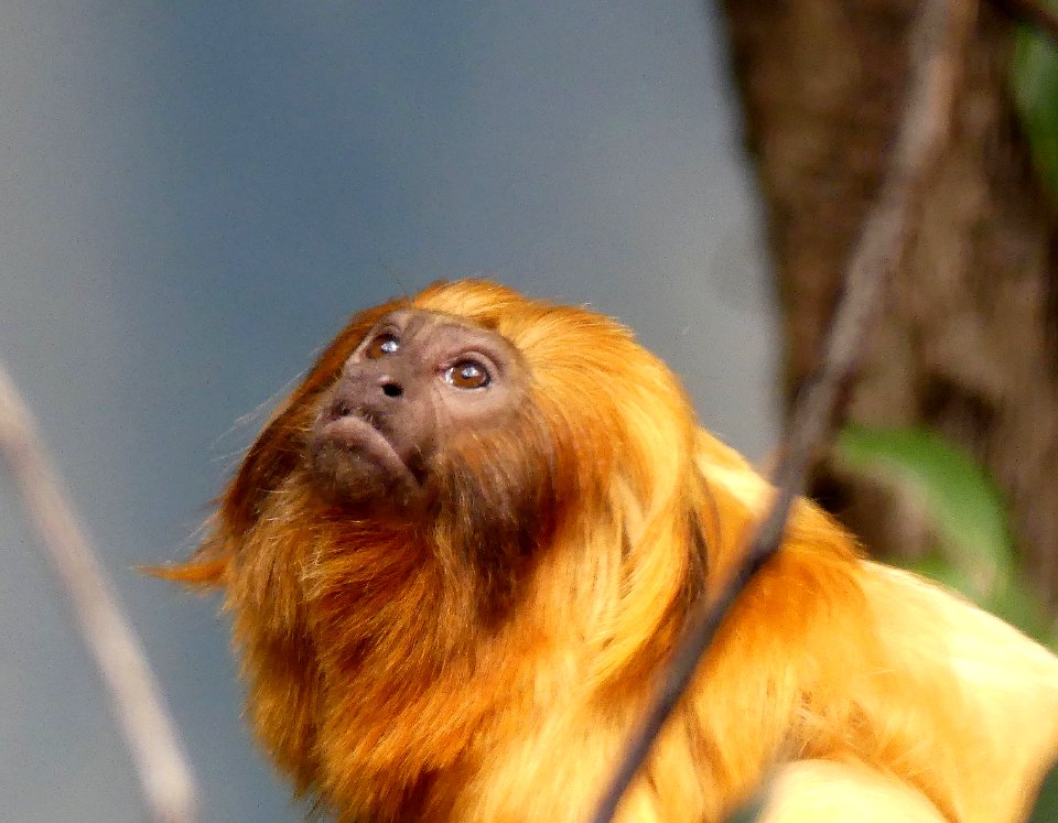 goudleeuw aapje Frankfurt Zoo