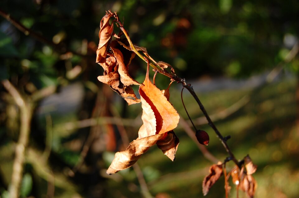 Plant sprig autumn foliage