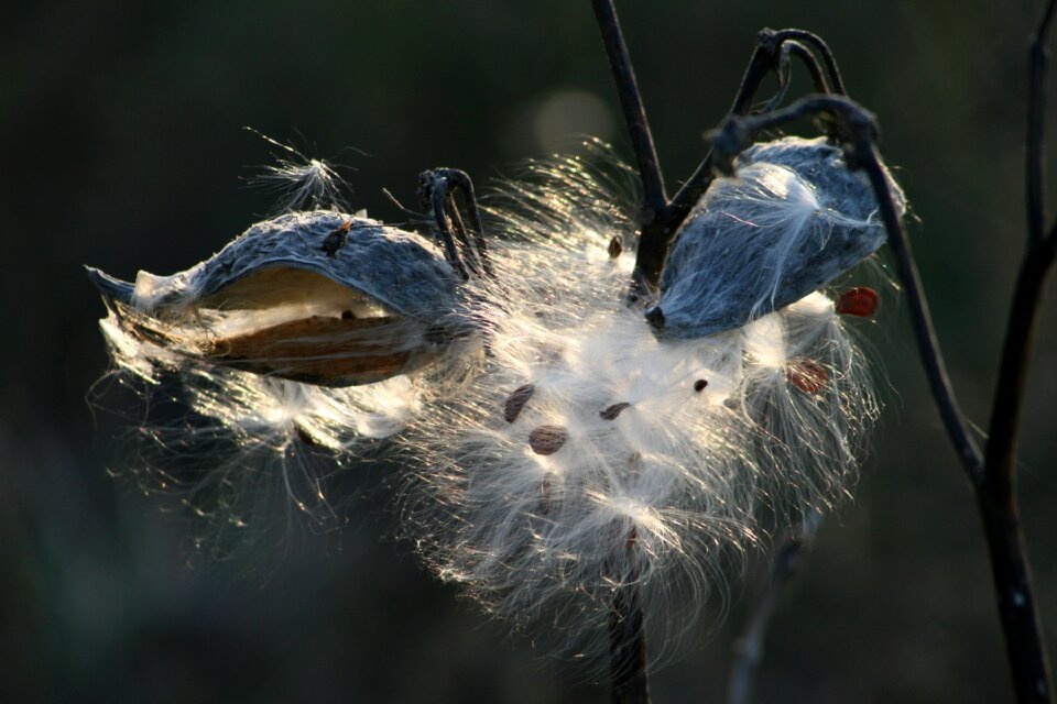 Wild tobacco meadow nature