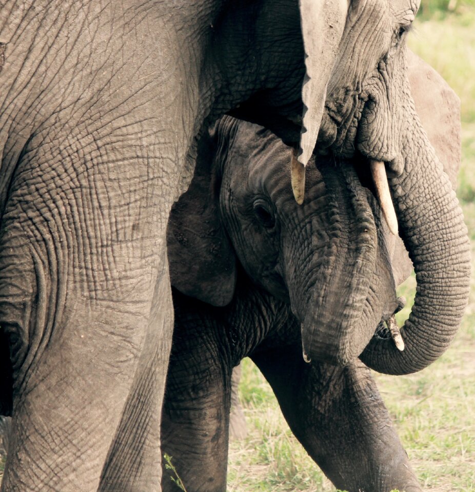 Wildlife baby safari