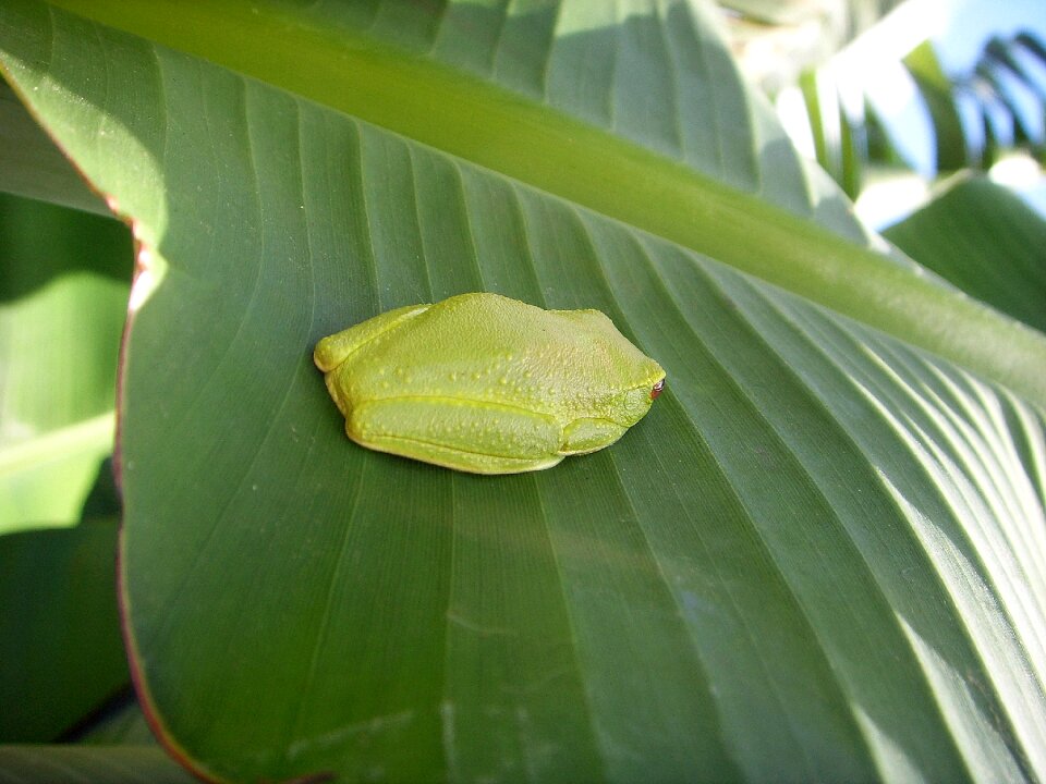 Australian tree frog green frog australia
