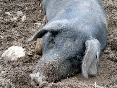 Pig sleeping lying photo