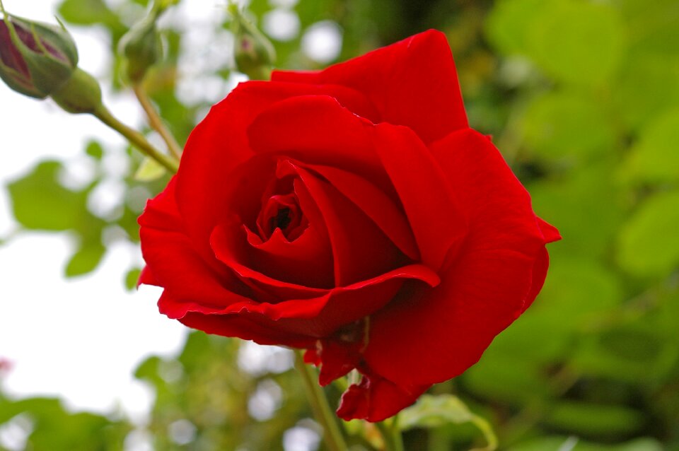 Bloom rose bloom fragrance