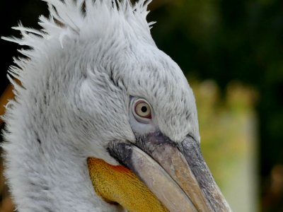 kroeskop pelikaan Antwerpen