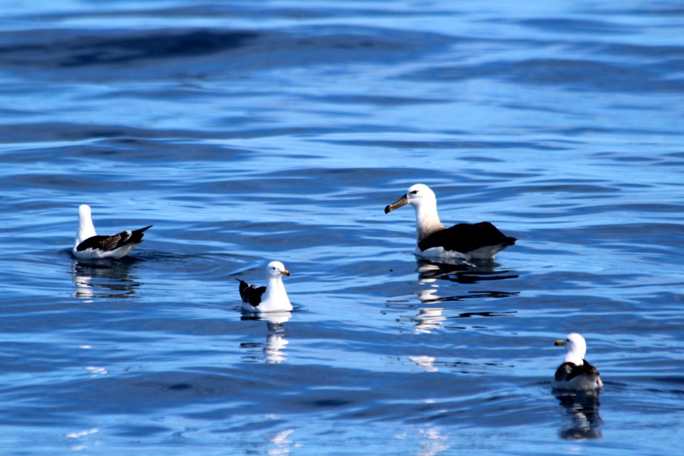 Albatros de ceja negra junto a Gaviotas dominicanas