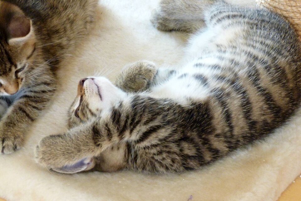 Pet playful feel good