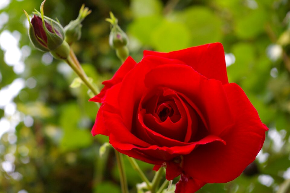 Bloom rose bloom fragrance