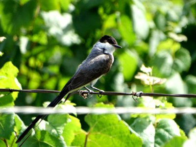 DSC00894 flickr