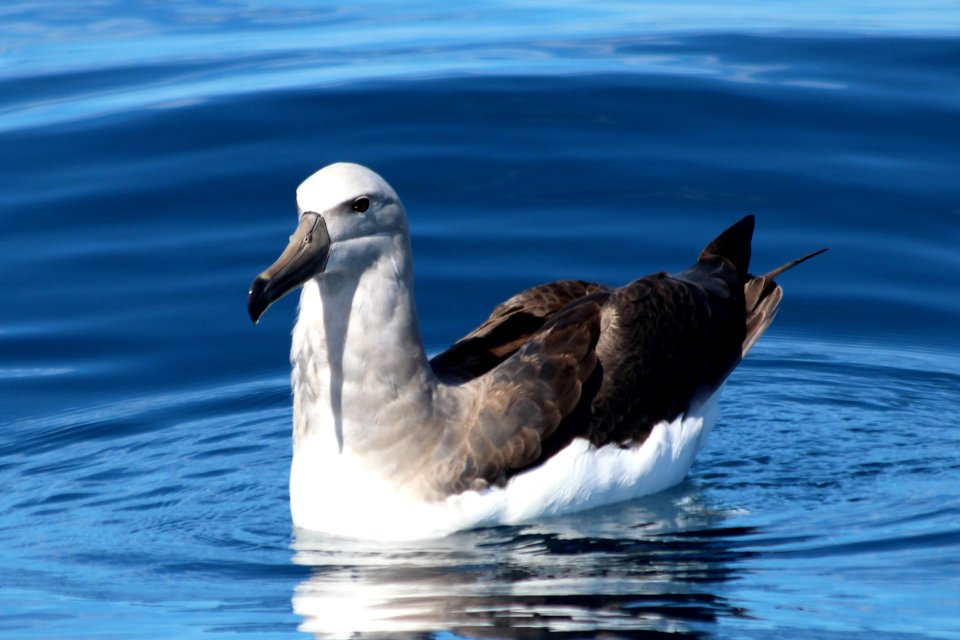 Albatros de frent blanca