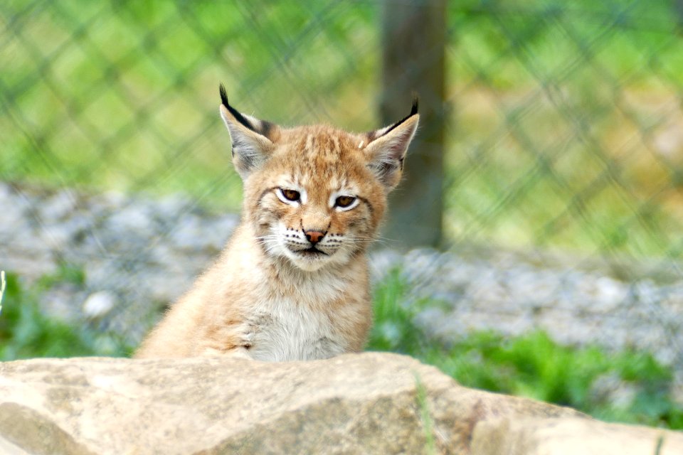 jongen Linx Hellental