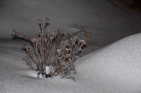 Frost crystal winter