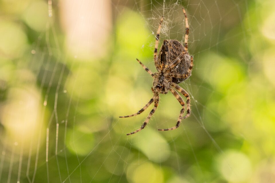 Cobweb close up nature