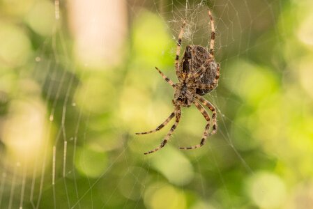 Cobweb close up nature photo