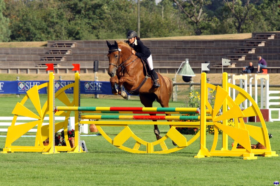 Contest equestrian horse