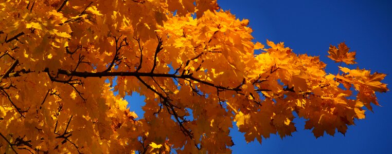 Autumn bright colours yellow photo