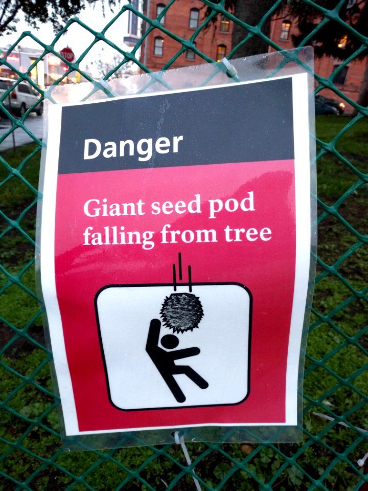 Giant Seed Pods