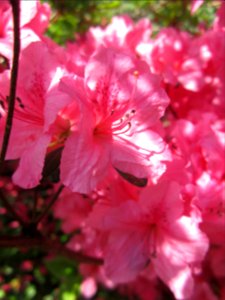 Blumen
