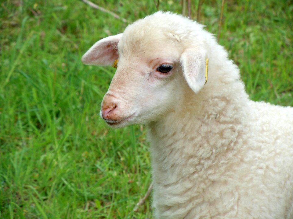 Lamb nature animal child
