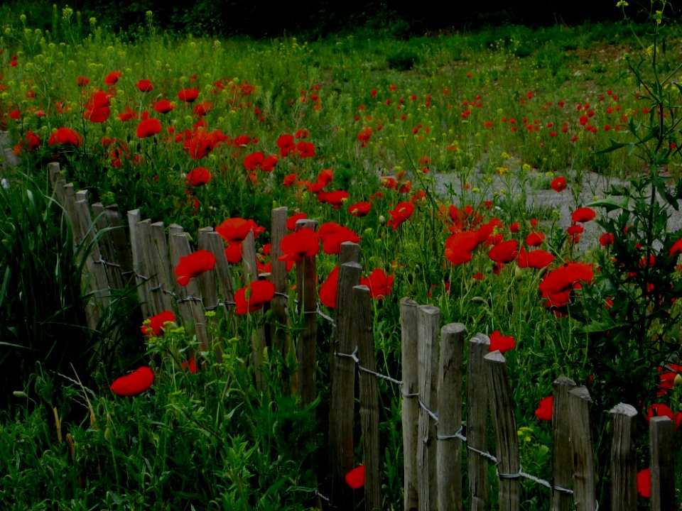 Blumen