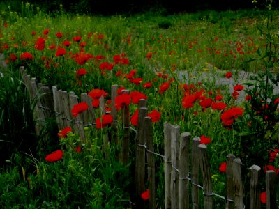Blumen