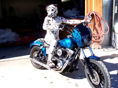 Dalmatian on the Harley Bike.