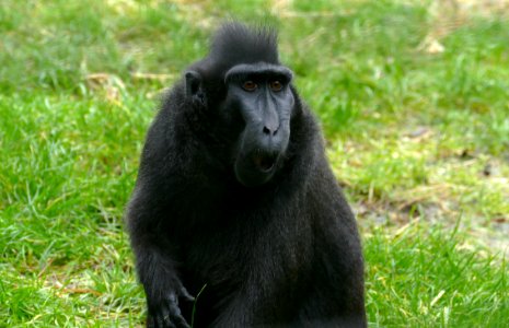 makaak in Artis