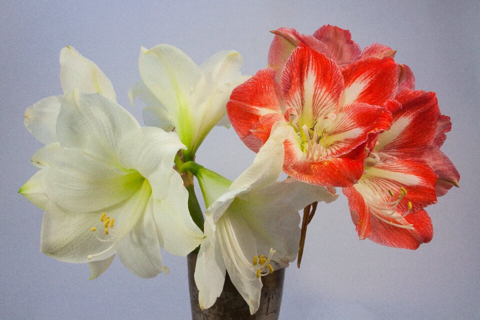 Blossom bloom flower