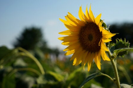Nature crop seeds