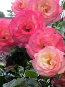 Blumen
