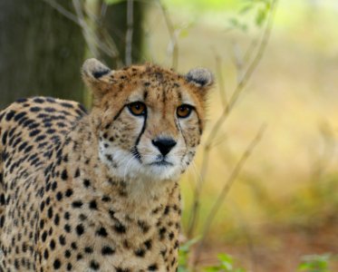 Cheeta-2 photo
