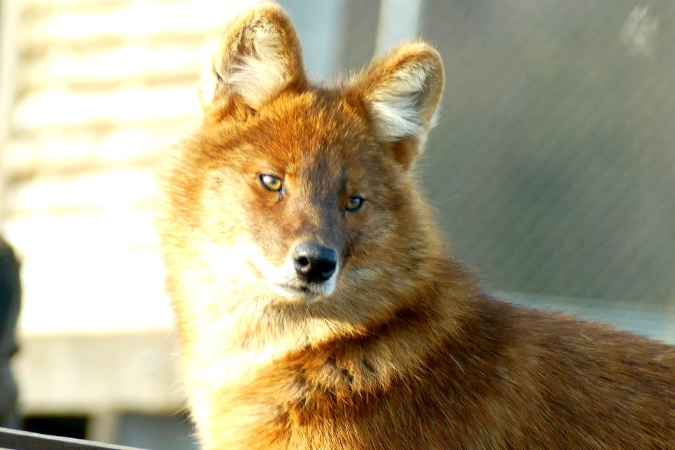 Rode hond in Volkel