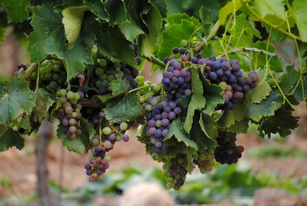 Wine vineyard fruit photo