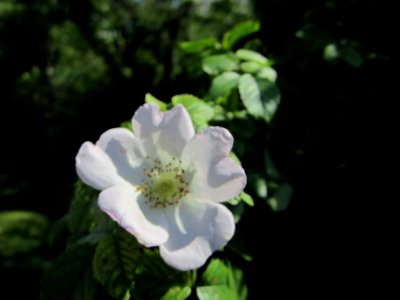 Blumen