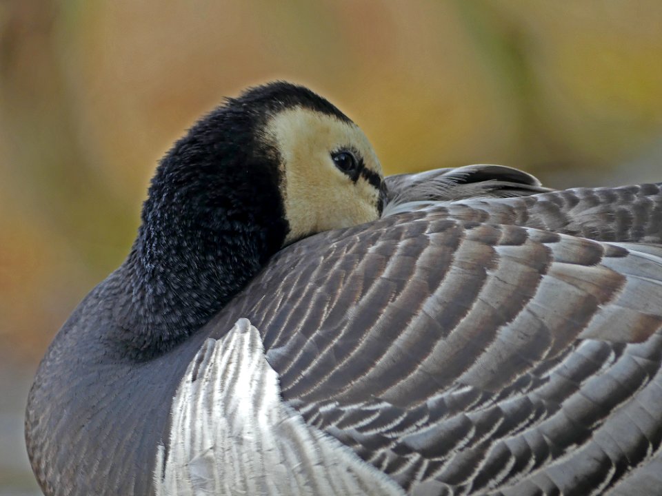 canadeese gans Pairi Daiza