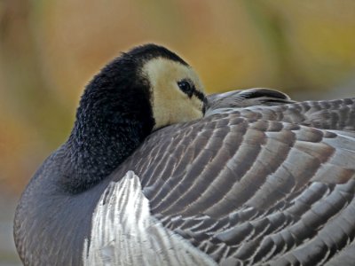 canadeese gans Pairi Daiza