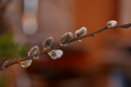 spring time