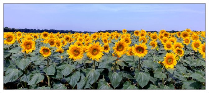 champ de tournesols - sunflowers photo
