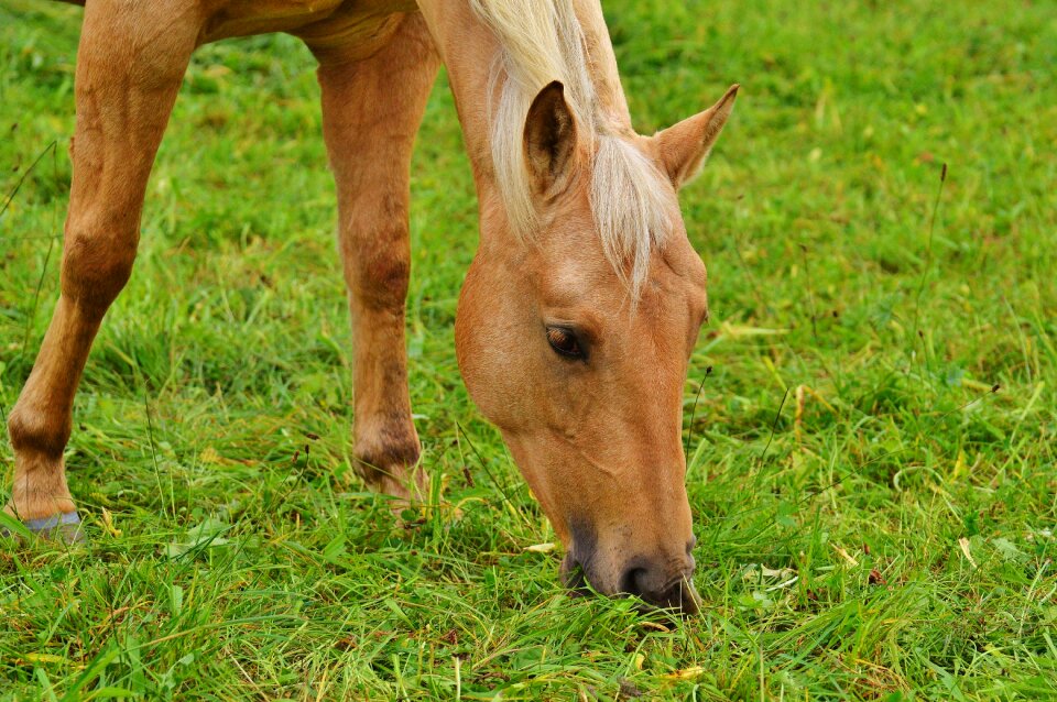 Graze animal world light brown