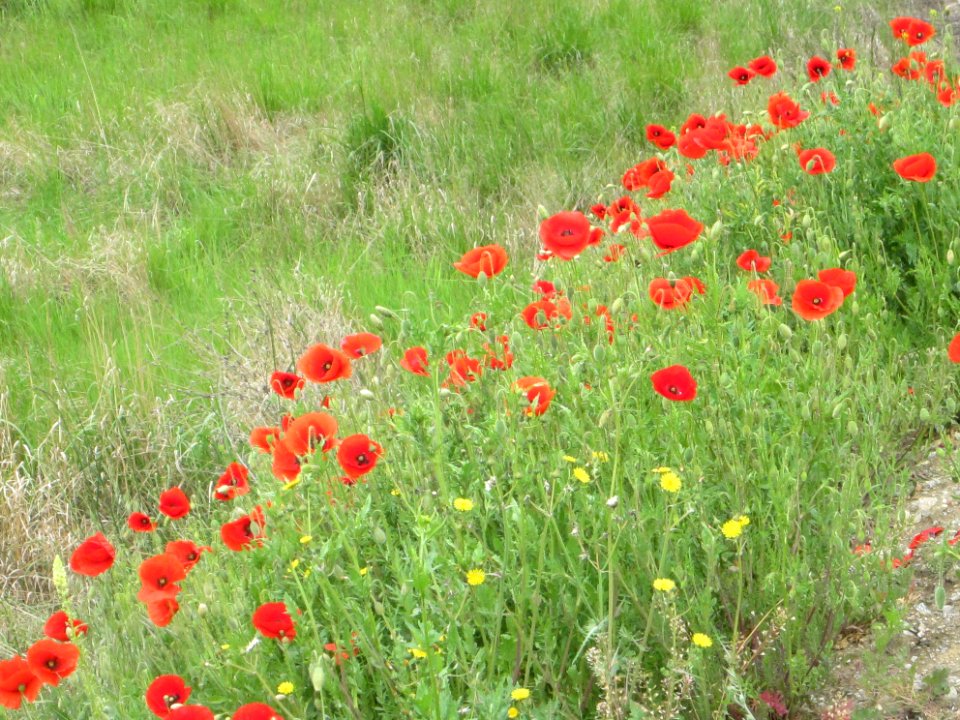 Blumen