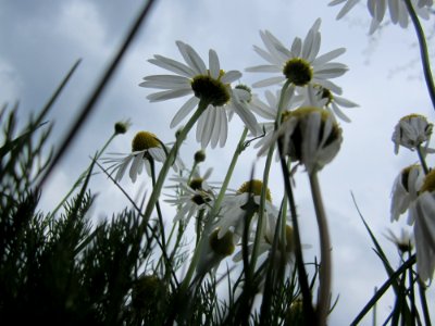Blumen