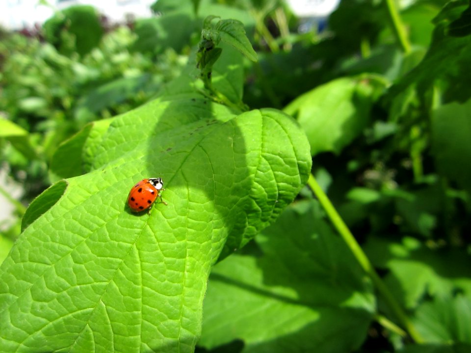 Insekten (Marienkäfer etc.)