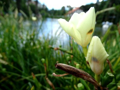 DSC00584 flickr