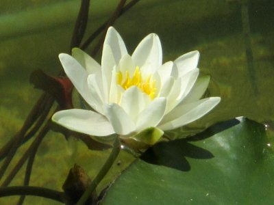 Blumen
