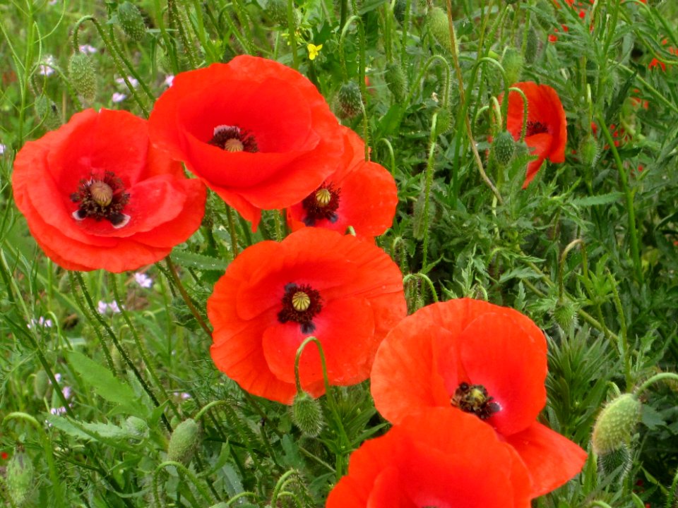 Blumen
