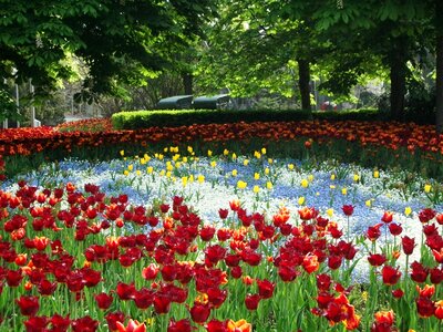 Spring sunflower park